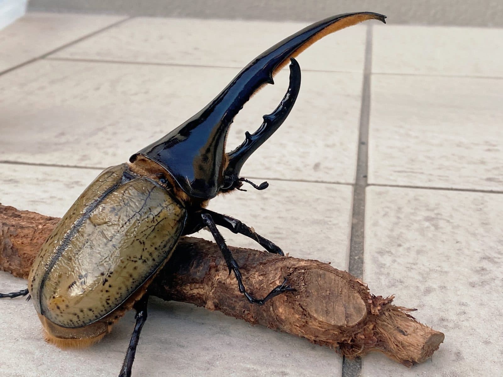Dynastes hercules — GZ4
